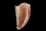 Serrated, Raptor Tooth - Real Dinosaur Tooth #115971-1
